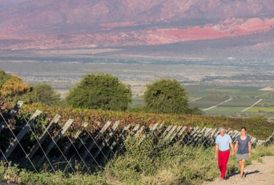 Viñedos de Cafayate