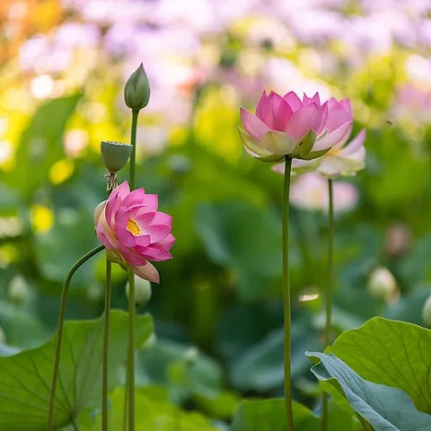 Santa Barbara Garden